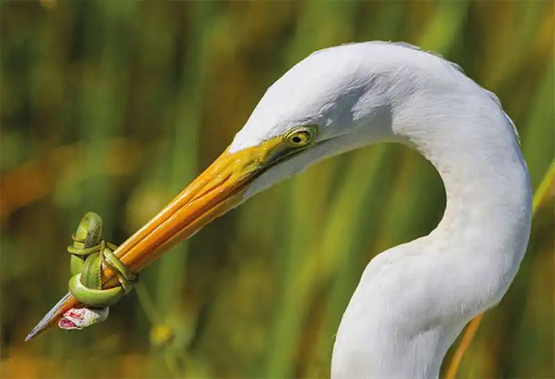 un airone bianco alle prese com un piccolo serpente