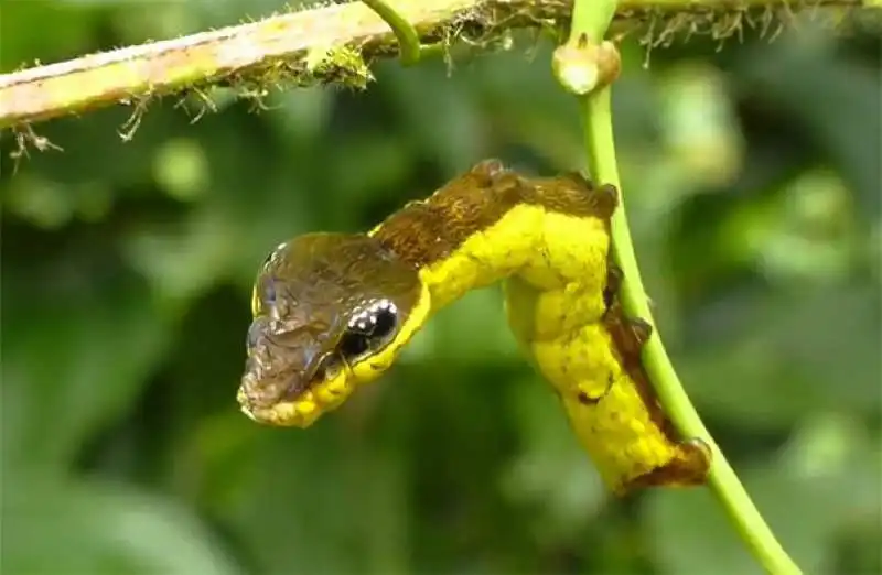 un bruco con la testa a forma di serpente