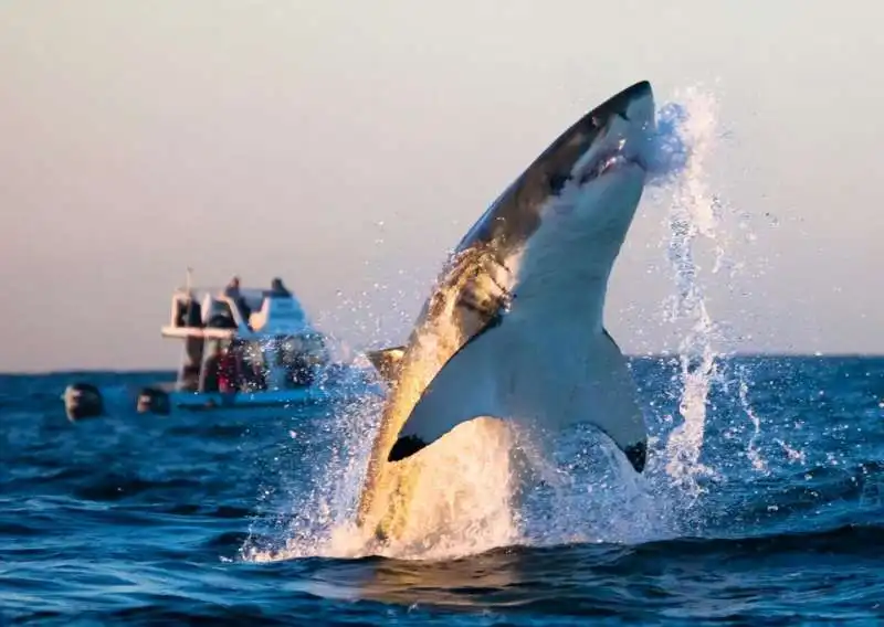 un enorme squalo bianco   sud africa