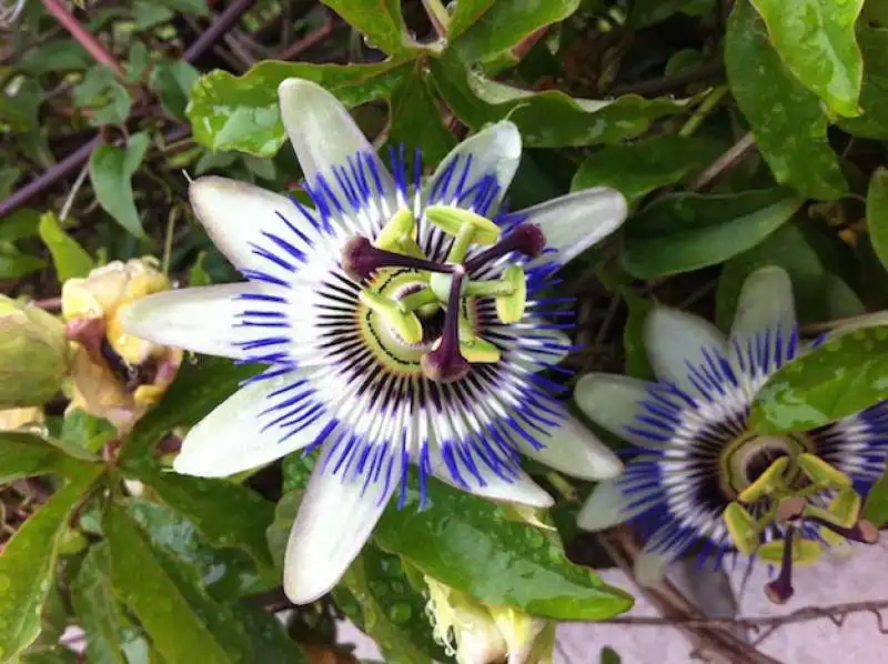 passiflora 1