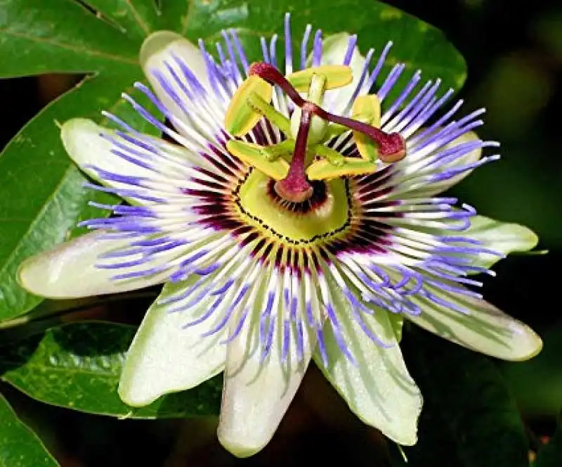 passiflora 2