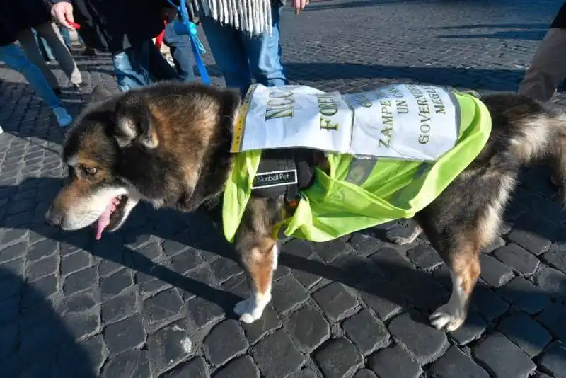 protesta degli ncc a roma 29