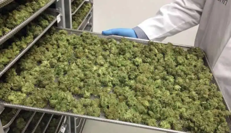 tilray, il gigante della cannabis 1