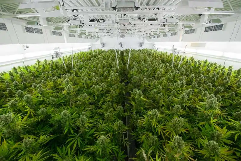 tilray, il gigante della cannabis