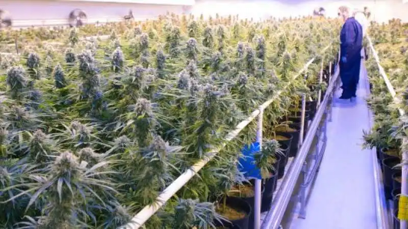 tilray, il gigante della cannabis 2