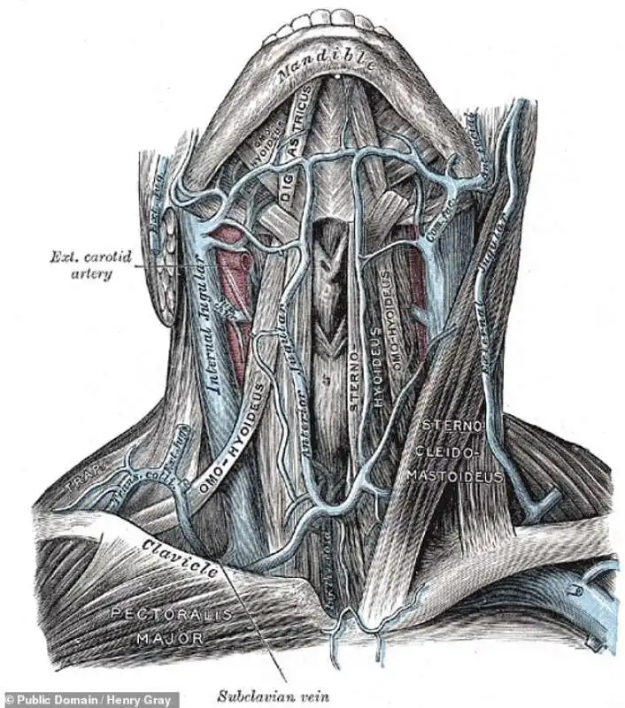 anatomia