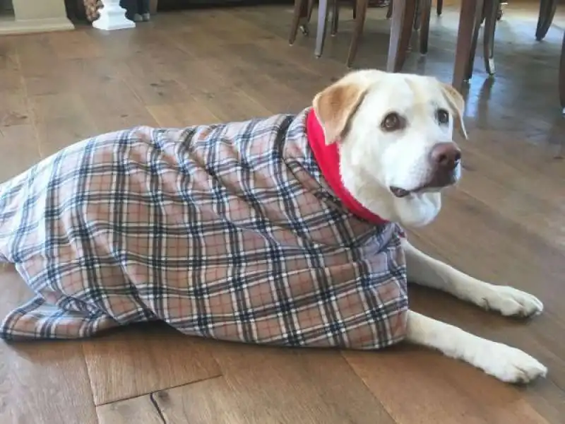 cappottino di tartan per il cane