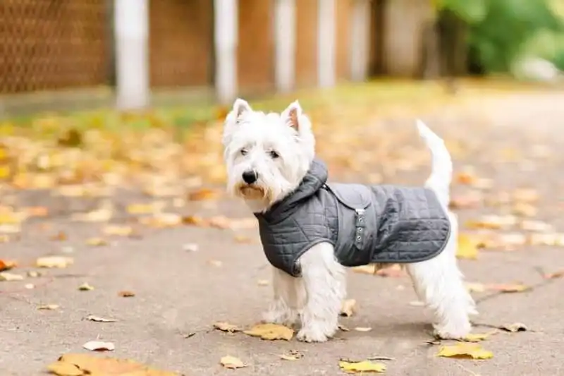 cappottino per il cane 1