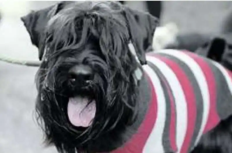 cappottino per il cane 6