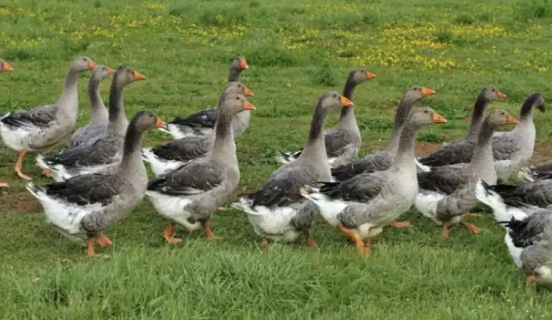 foie gras