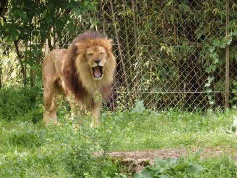 leone allo zoo de doue la fontaine 2