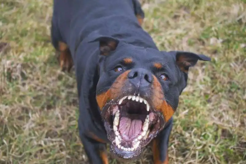 rottweiler  2