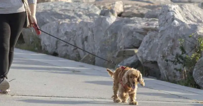 CANE AL GUINZAGLIO