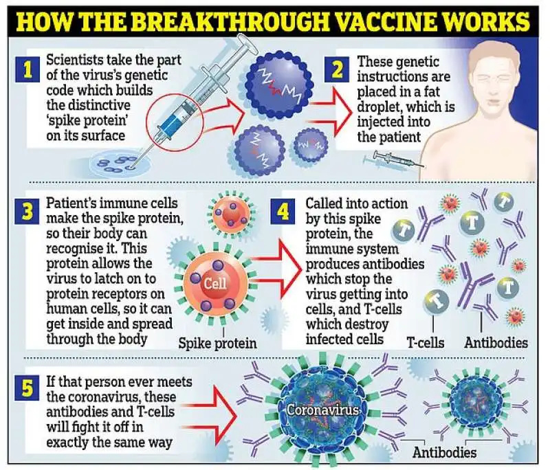 come funziona il vaccino contro il coronavirus 