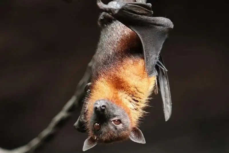 PIPISTRELLI