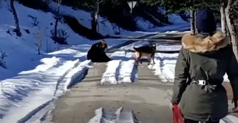 cane gioca con orso in abruzzo 1