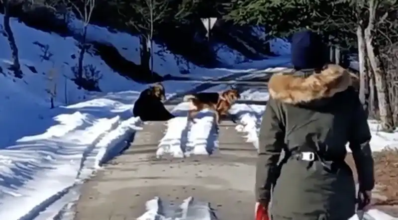 cane gioca con orso in abruzzo 3