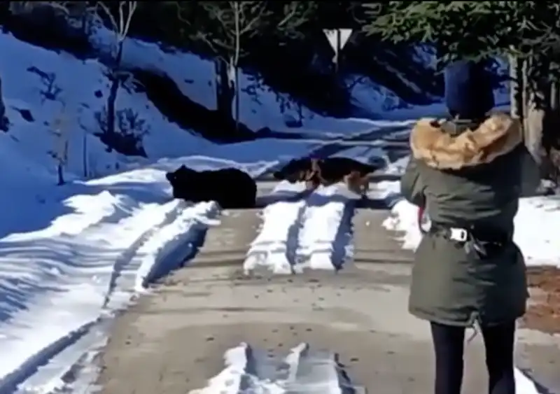 cane gioca con orso in abruzzo 6