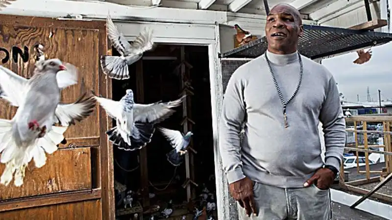 mike tyson e i piccioni  