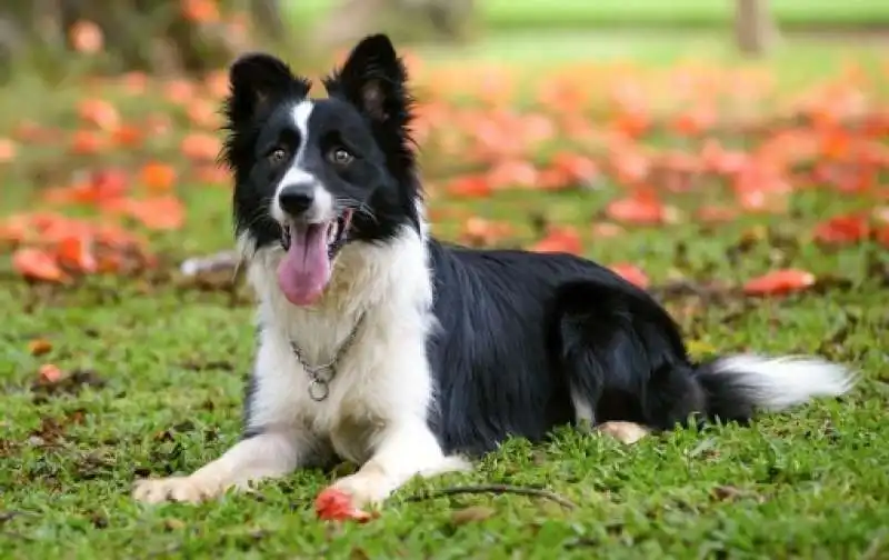 border collie