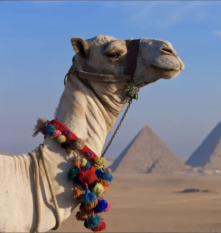 camel beauty contest in qatar 5