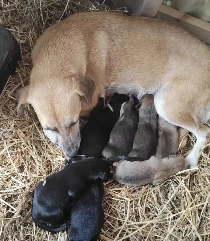 cane partorisce in un presepe in messico 1