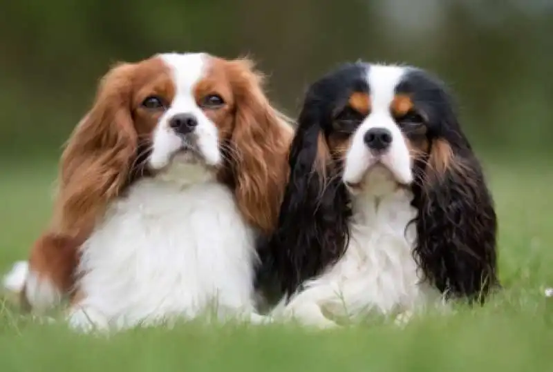 cavalier king charles spaniel  1