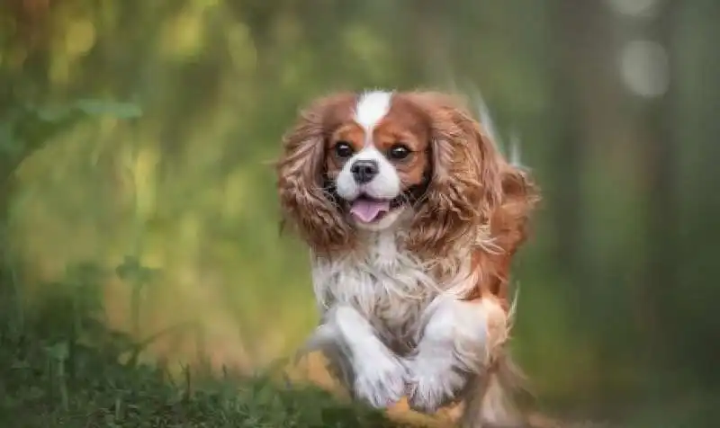 cavalier king charles spaniel  3