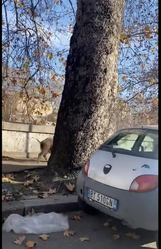 cinghiali sul lungotevere a roma