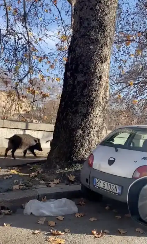 cinghiali sul lungotevere a roma