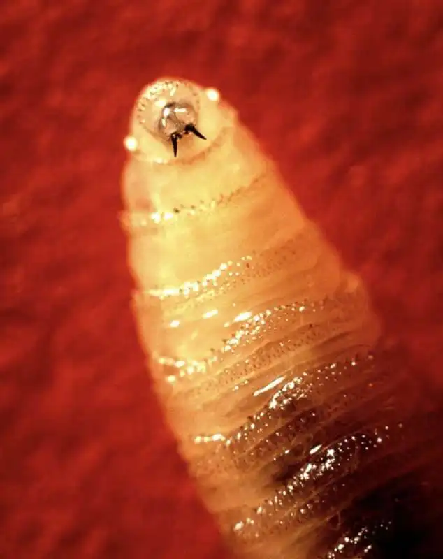 cochliomyia hominivorax4