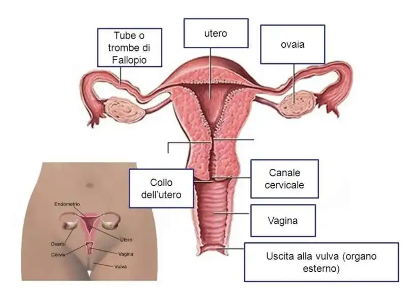 dr donald ingber vagina on a chip4