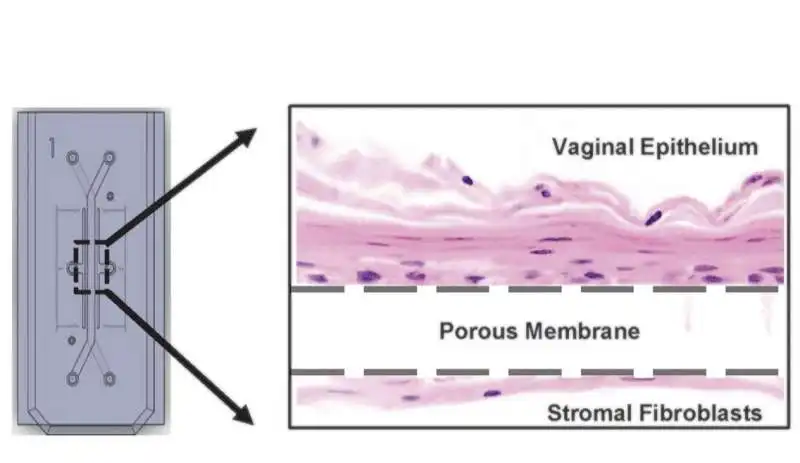 dr donald ingber vagina on a chip7