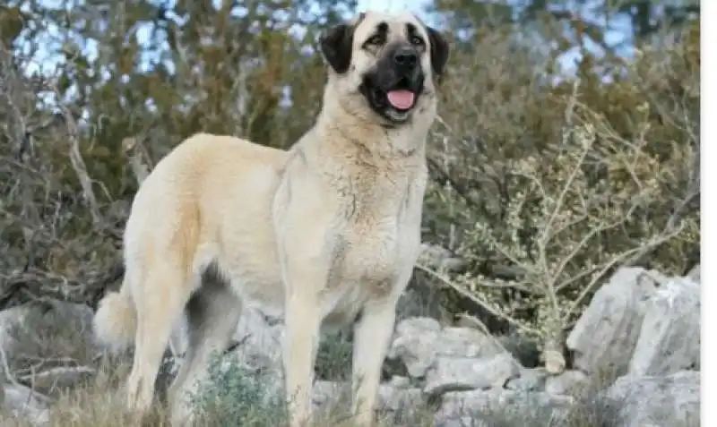 kangal turchi 2