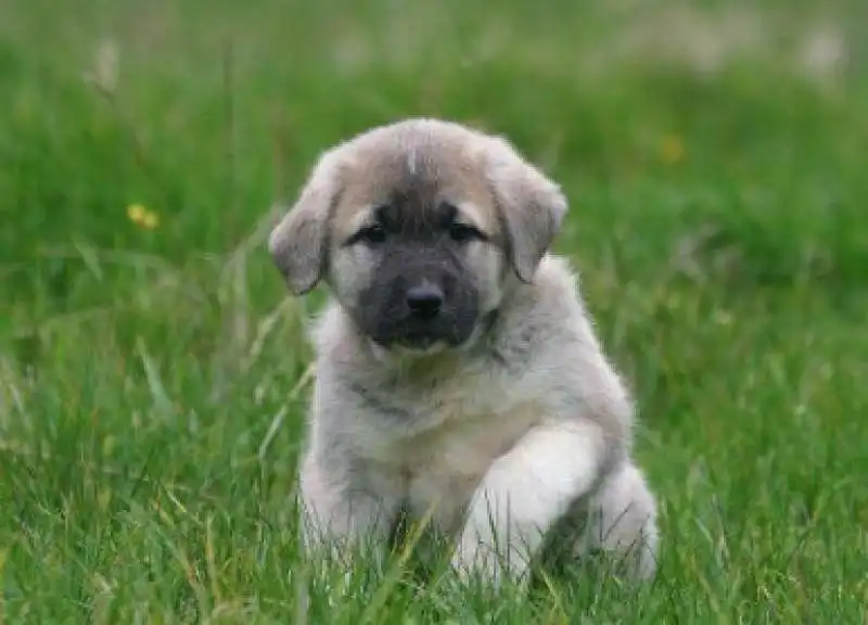 kangal turchi 3