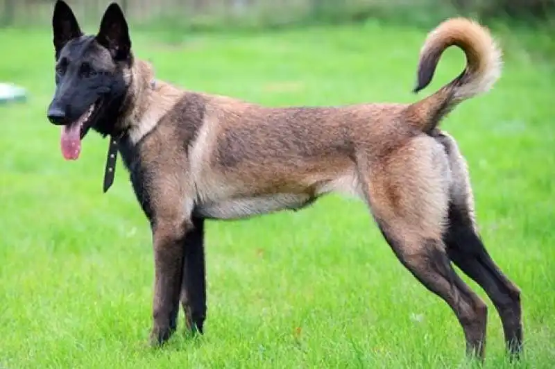 malinois belga