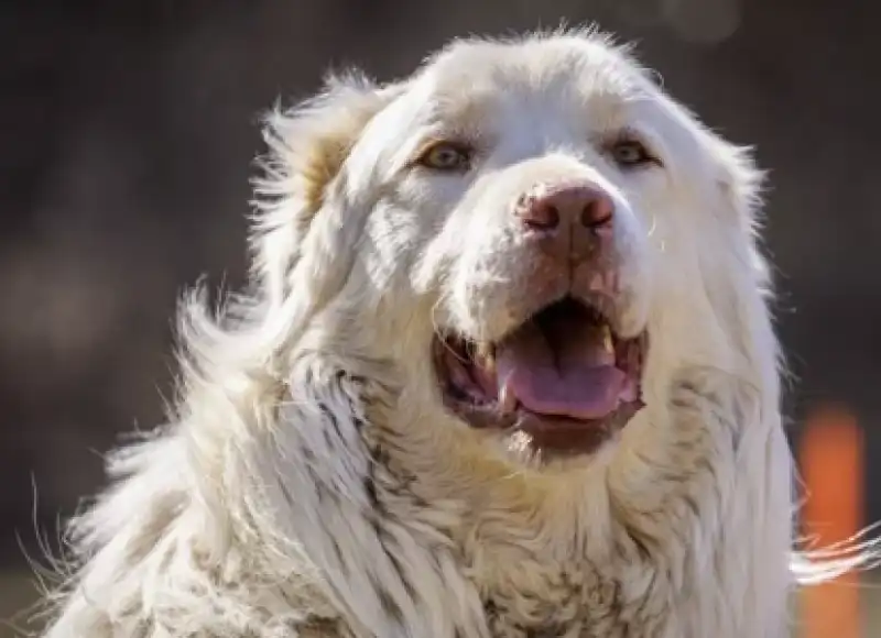 maremmano abruzzese 3