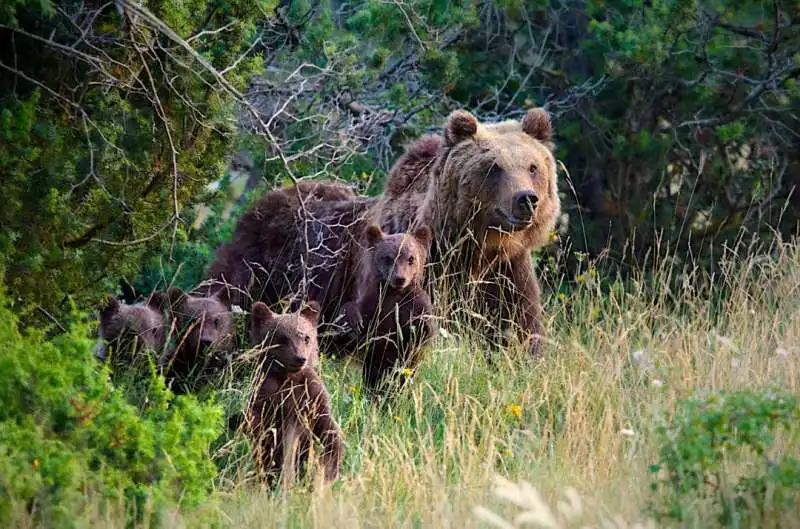 orso bruno marsicano con cuccioli