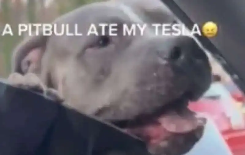 PITBULL DISTRUGGE TESLA 