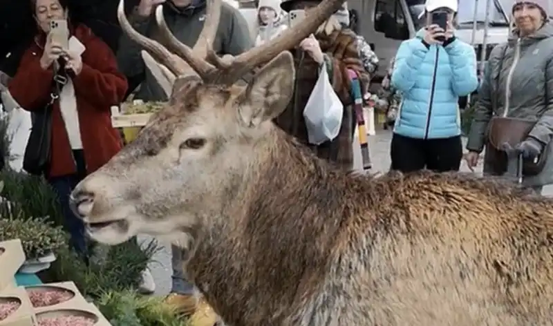 il cervo al mercato di cortina 