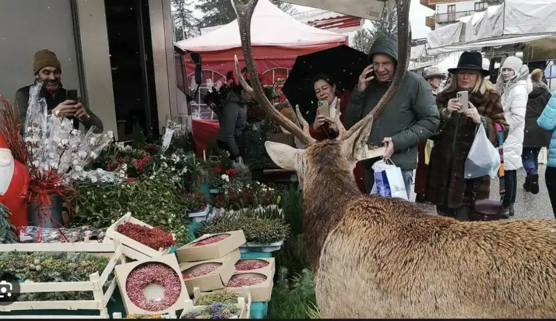 il cervo al mercato di cortina 