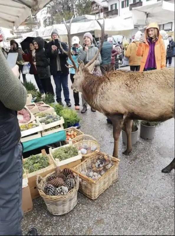 il cervo al mercato di cortina 