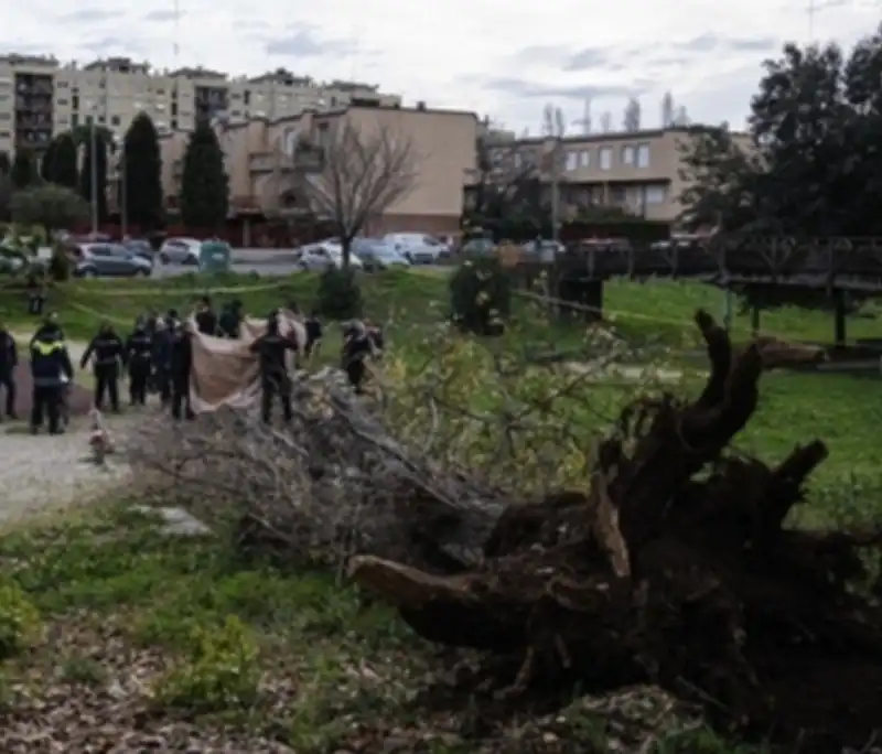 albero che ha ucciso francesca ianni   2