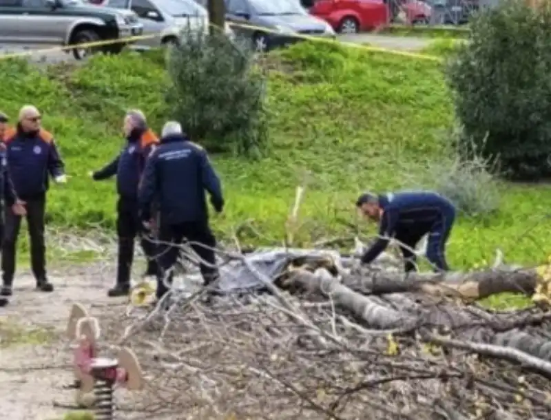 albero che ha ucciso francesca ianni   5