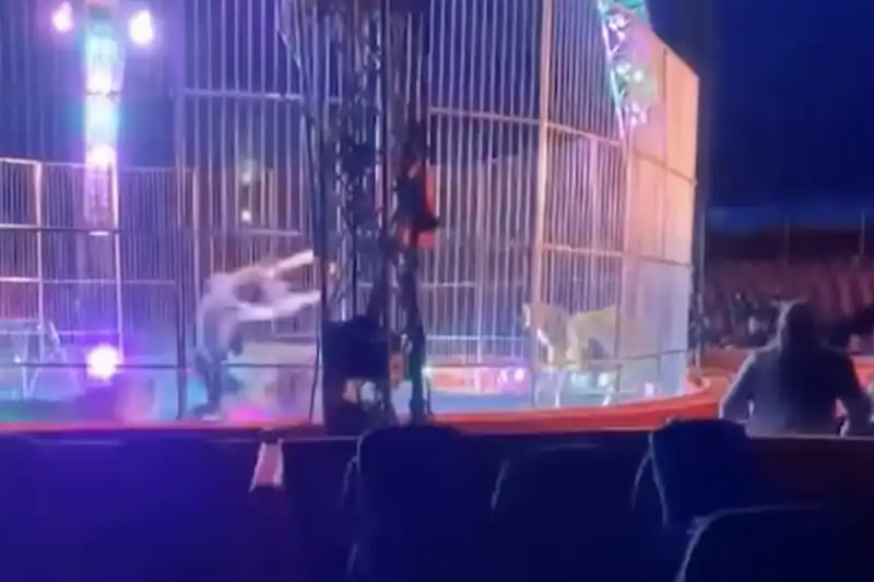 animali maltrattati e frustati al circo   licola, napoli   5