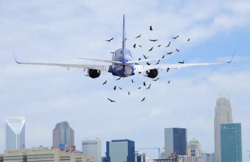 bird strike  1