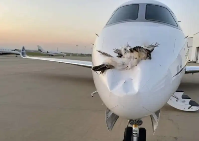 bird strike  2