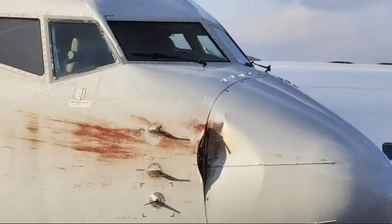 bird strike    