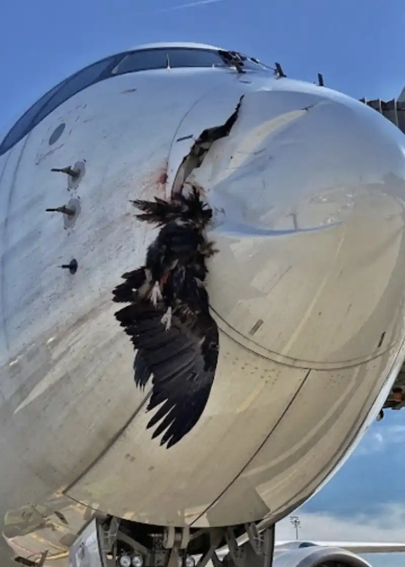 bird strike  