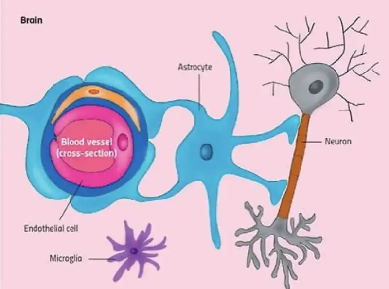 CELLULE DI MICROGLIA